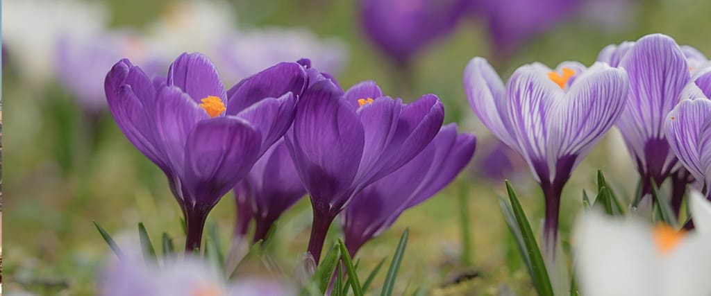 Il fiore Crocus sativus da cui si estraggono gli stimmi, tre per fiore, per ottenere lo zafferano