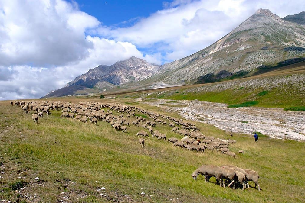 Campo Imperatore - pecore al pascolo