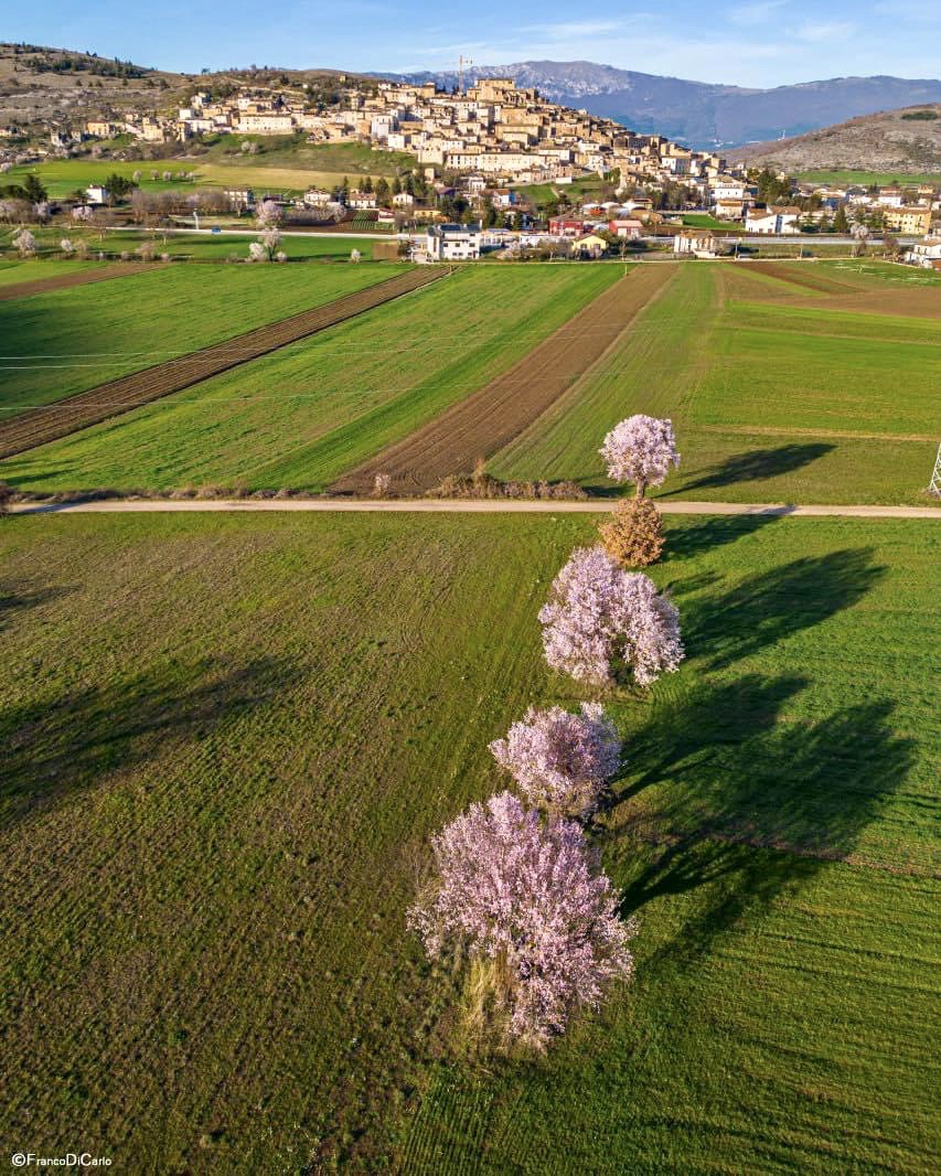 Veduta aerea di Navelli coi mandorli in fiore